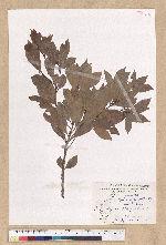 Machilus obovatifolia (Hayata) Kanehira & Sasaki 倒卵葉楠