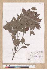 Machilus obovatifolia (Hayata) Kanehira & Sasaki 倒卵葉楠