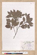 Machilus obovatifolia (Hayata) Kanehira & Sasaki 倒卵葉楠