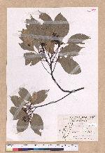 Cinnamomum kanehirai Hayata 牛樟