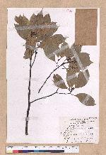 Cinnamomum kanehirai Hayata 牛樟
