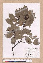 Cinnamomum kanehirai Hayata 牛樟