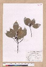 Cinnamomum kanehirai Hayata 牛樟