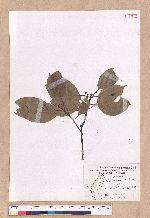 Cinnamomum kanehirai Hayata 牛樟