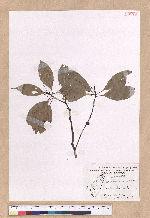 Cinnamomum kanehirai Hayata 牛樟