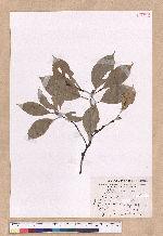Cinnamomum kanehirai Hayata 牛樟