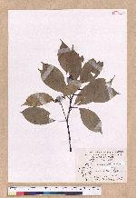 Cinnamomum kanehirai Hayata 牛樟