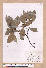 Cinnamomum kanehirai Hayata 牛樟