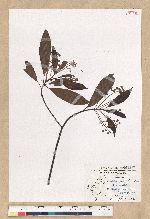 Machilus zuihoensis Hayata 香楠