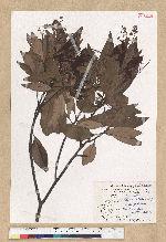 Machilus zuihoensis Hayata 香楠