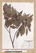 Machilus zuihoensis Hayata 香楠