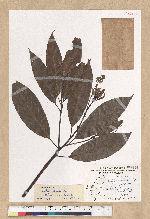 Machilus zuihoensis Hayata 香楠