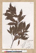Machilus zuihoensis Hayata 香楠