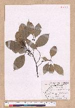 Cinnamomum micranthum (Hayata) Hayata 冇樟