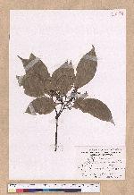 Cinnamomum kanehirai Hayata 牛樟
