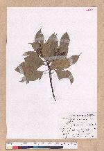 Cinnamomum kanehirai Hayata 牛樟