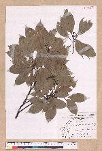 Cinnamomum kanehirai Hayata 牛樟