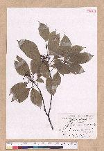 Cinnamomum kanehirai Hayata 牛樟