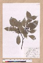 Cinnamomum kanehirai Hayata 牛樟