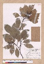 Cinnamomum kanehirai Hayata 牛樟