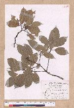 Cinnamomum kanehirai Hayata 牛樟
