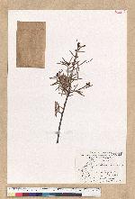 Pseudotsuga wilsoniana Hayata 臺灣黃杉(威氏帝杉)