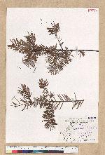 Pseudotsuga wilsoniana Hayata 臺灣黃杉(威氏帝杉)