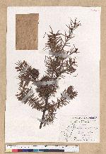 Pseudotsuga wilsoniana Hayata 臺灣黃杉(威氏帝杉)