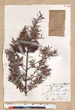 Pseudotsuga wilsoniana Hayata 臺灣黃杉(威氏帝杉)