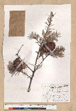 Pseudotsuga wilsoniana Hayata 臺灣黃杉(威氏帝杉)