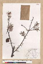 Pseudotsuga wilsoniana Hayata 臺灣黃杉(威氏帝杉)