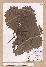 Quercus dentata Thunb. ex Murray 槲樹
