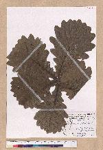 Quercus dentata Thunb. ex Murray 槲樹