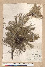 Pinus rigida Mill. 剛葉松