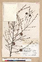 Tsuga chinensis (Franch.) Pritz. ex Diels var. formosana (Hayata) Li & Keng 臺灣鐵杉