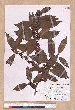 Lindera communis Hemsl. 香葉樹