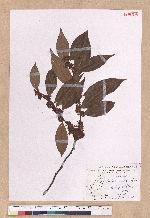 Lindera communis Hemsl. 香葉樹