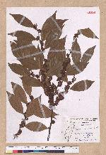 Lindera communis Hemsl. 香葉樹