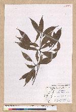 Machilus konishii Hayata 小西氏楠
