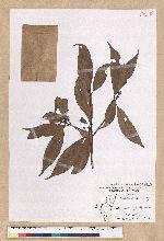 Machilus konishii Hayata 小西氏楠