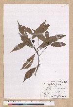 Machilus konishii Hayata 小西氏楠