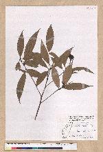 Machilus konishii Hayata 小西氏楠