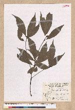 Machilus konishii Hayata 小西氏楠