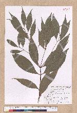 Cinnamomum subavenium Miq. 細葉香樟(香桂)