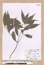 Cinnamomum subavenium Miq. 細葉香樟(香桂)