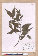 Cinnamomum subavenium Miq. 細葉香樟(香桂)