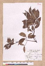 Cinnamomum brevipedunculatum C. E. Chang 小葉樟