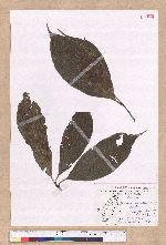 Cinnamomum micranthum (Hayata) Hayata 冇樟