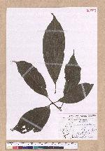 Cinnamomum micranthum (Hayata) Hayata 冇樟