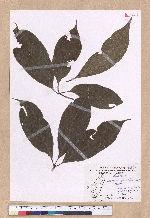 Cinnamomum micranthum (Hayata) Hayata 冇樟